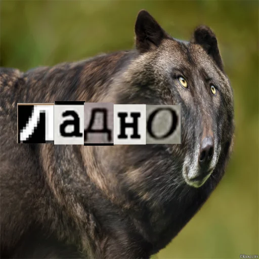 Стикер из набора Волк за брата @sticker_na_vorotnik для Телеграм: Статические 😐