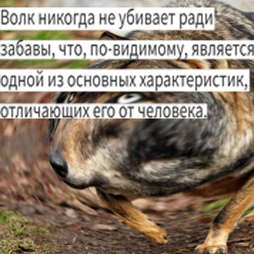 Стикер из набора Волк за брата @sticker_na_vorotnik для Телеграм: Статические 🫡
