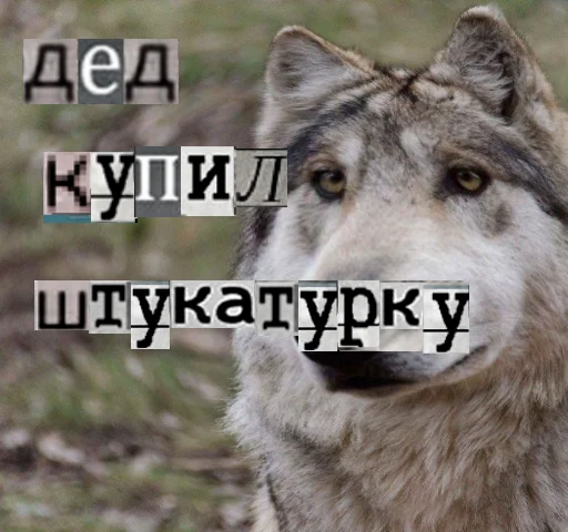 Стикер из набора Волк за брата @sticker_na_vorotnik для Телеграм: Статические 👨🦳