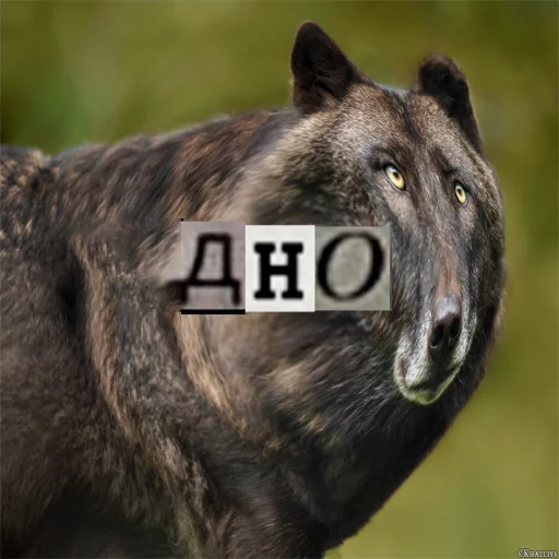 Стикер из набора Волк за брата @sticker_na_vorotnik для Телеграм: Статические 😬