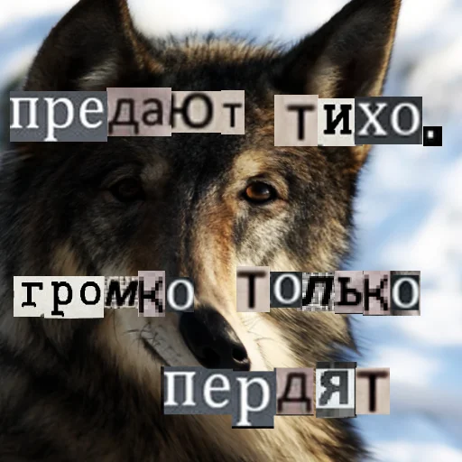 Стикер из набора Волк за брата @sticker_na_vorotnik для Телеграм: Статические 😕