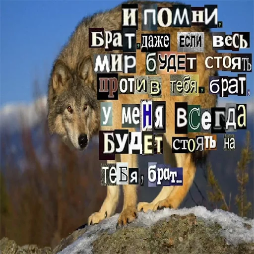 Стикер из набора Волк за брата @sticker_na_vorotnik для Телеграм: Статические 👥