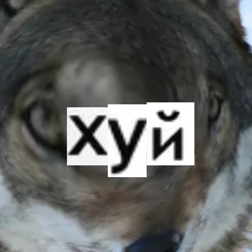 Стикер из набора Волк за брата @sticker_na_vorotnik для Телеграм: Статические 🍌