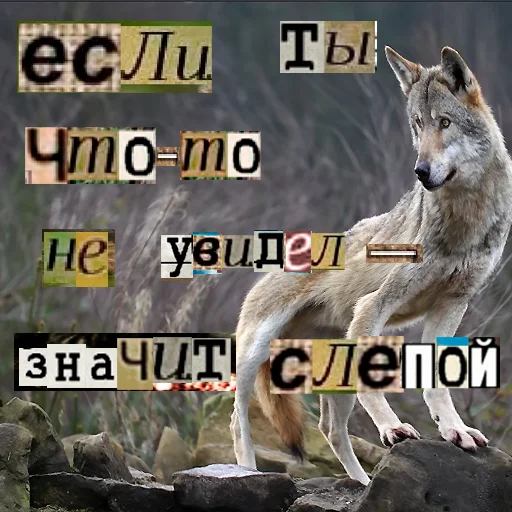 Стикер из набора Волк за брата @sticker_na_vorotnik для Телеграм: Статические 👁