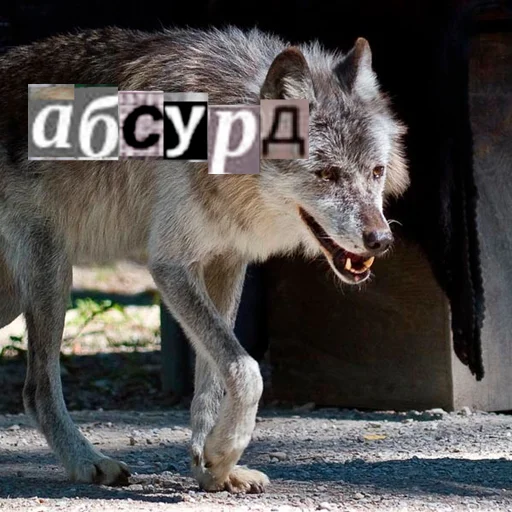 Стикер из набора Волк за брата @sticker_na_vorotnik для Телеграм: Статические 🤯