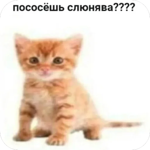 Стикерпак tg: @yame_msm @TgEmodziBot для Телеграм: Видео, Статические