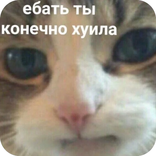 Стикер из набора tg: @yame_msm @TgEmodziBot для Телеграм: Видео, Статические 🫥