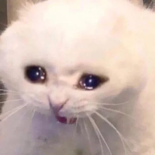 Стикер из набора @yas70r для Телеграм: Статические 😭