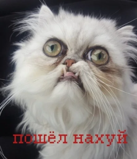 Стикер из набора иди нахер для Телеграм: Статические 😩