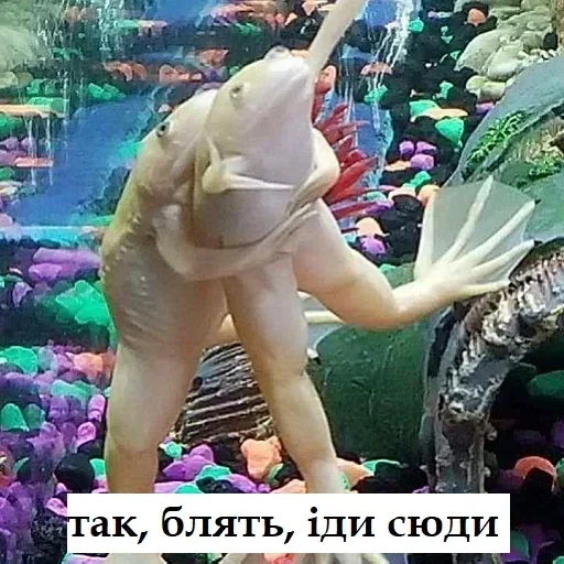 Стикер из набора жаби йопта для Телеграм: Статические 🫂
