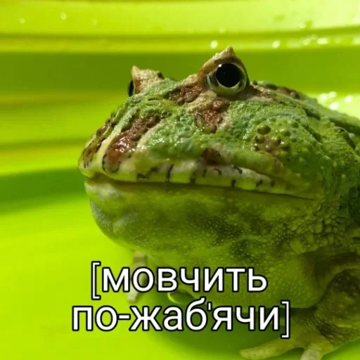 Стикер из набора жаби йопта для Телеграм: Статические 😑
