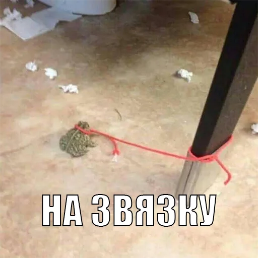 Стикер из набора жаби йопта для Телеграм: Статические 👂