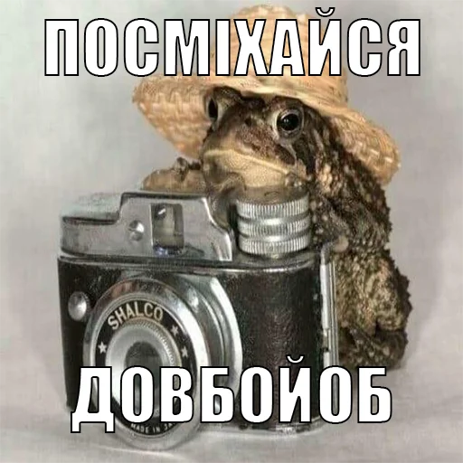 Стикер из набора жаби йопта для Телеграм: Статические 📷