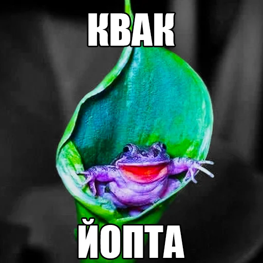 Стикер из набора жаби йопта для Телеграм: Статические 👋