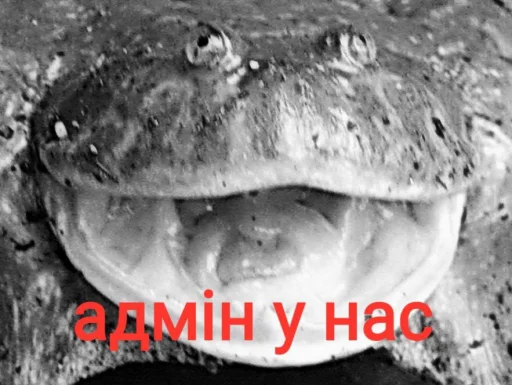 Стикер из набора жаби йопта для Телеграм: Статические 😡