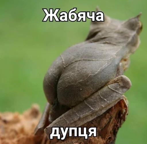 Стикер из набора жаби йопта для Телеграм: Статические 🍑
