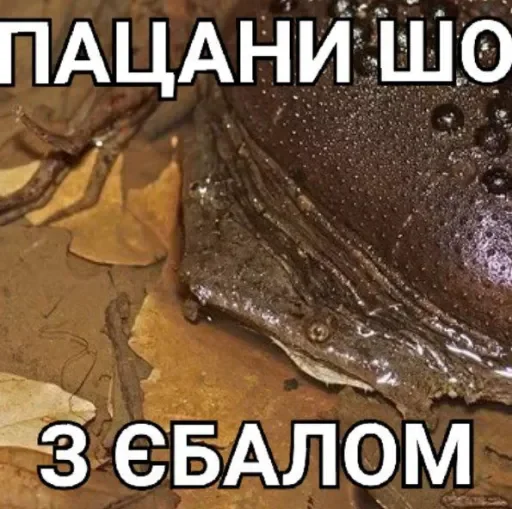 Стикер из набора жаби йопта для Телеграм: Статические 😀